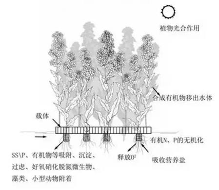 生态浮岛该如何用植物又该怎么选择？