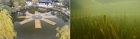 “水下森林”?；ず雍∫晃目炊逅蜕低臣际?>
					</div>


					<div   id=