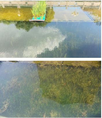 水生态修复复与?；すこ贪ň肮鬯逍薷从氡；すこ?>
					</div>


					<div   id=