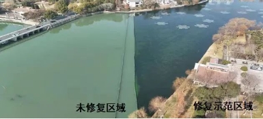 媒体聚焦｜修复水生态，波叶海菜花现身南京江宁